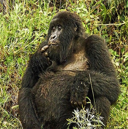 3 days gorilla trekking tour